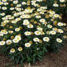 Shasta Daisies Flower White 9 Leucanthemum 'SnowCap' Live Plant Super Healthy