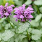 Live Plant Flower 3 Variegated Lamium maculatum “Beacon Silver” “Spotted Dead Nettle”