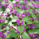 Spotted Dead Nettle Live Plant Flower 9 Variegated Lamium maculatum Beacon Silver