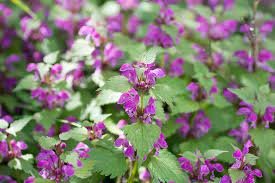 Spotted Dead Nettle Live Plant Flower 9 Variegated Lamium maculatum Beacon Silver