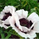 Flower Live Plant 2 Live Royal Wedding White Poppy Plants Stunning Hardy Loves Sun