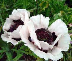 Flower Live Plant 2 Live Royal Wedding White Poppy Plants Stunning Hardy Loves Sun