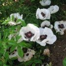 Poppy Plants Stunning Hardy Loves Sun Flower Live Plant 4 Live Royal Wedding White