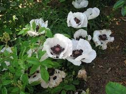 Poppy Plants Stunning Hardy Loves Sun Flower Live Plant 4 Live Royal Wedding White