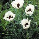 Sun Flower Live Plant 6pcs Live Royal Wedding White Poppy Plants Stunning Hardy Loves