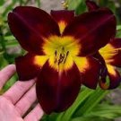 24 Perennial Plants Plus Free Tulips Live Plant Butterfly Garden Flower Live Plant