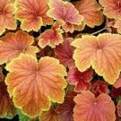 2 Delta Dawn Heuchera Coral Bells Starter Perennials Flower Live Plant