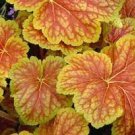 Starter Perennials Flower Live Plant 4 Delta Dawn Heuchera Coral Bells