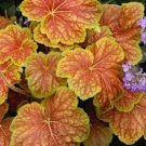 Heuchera Coral Bells Starter Perennials Flower Live Plant 6 Delta Dawn