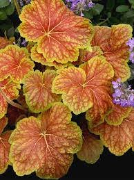 Heuchera Coral Bells Starter Perennials Flower Live Plant 6 Delta Dawn
