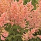 1Peach Blossom Astilbe Loves Shade Shipped Trimmed and Ready for Fall Planting