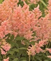 1Peach Blossom Astilbe Loves Shade Shipped Trimmed and Ready for Fall Planting