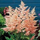 Loves Shade Shipped Trimmed and Ready for Fall Planting Plant 2 Peach Blossom Astilbe