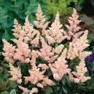 Live Flower Plant 3 Peach Blossom Astilbe Loves Shade Shipped Trimmed and Ready for Fall