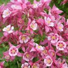 Live Flower Plant 3 Live Swan Pink and Yellow Columbine Aquilegia Live Starter Perennial Plugs
