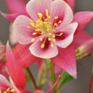 Aquilegia Live Starter Perennial Plugs Live Flower Plant 6 Swan Pink and Yellow Columbine