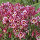 Pink and Yellow Columbine Aquilegia Flower Perennial Plugs Live Flower Plant 9pcs Swan