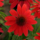 Flower Plant 2 Live Echinacea Kismet Red Coneflower Starter Perennial Plants