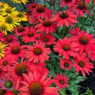 Perennial Plants 4 Flower Plant Live Echinacea Kismet Red Coneflower Starter