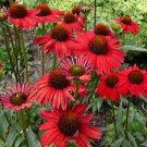 Perennial Plants 4 Flower Plant Live Echinacea Kismet Red Coneflower Starter