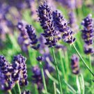 Flower Plant Live 3 Live Blue Spear English Lavender Starter Perennial Plants. Super Healthy