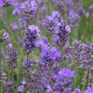 Lavender Starter Perennial Plants. Super Healthy Flower Plant Live 6 Flower Blue Spear English