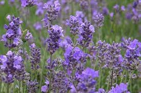 Lavender Starter Perennial Plants. Super Healthy Flower Plant Live 6 Flower Blue Spear English