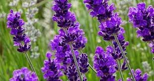 Lavender Starter Perennial Plants. Super Healthy Flower Plant Live 6 Flower Blue Spear English
