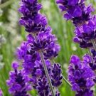 Lavender Starter Perennial Plants. Super Healthy Flower Plant Live 6 Flower Blue Spear English