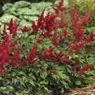 1 Red Fanal Astilbe. Loves Shade. Shipped Trimmed and Ready for Fall Planting Flower Plant Live
