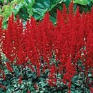 Flower Plant 2 Red Fanal Astilbe Loves Shade Shipped Planting Flower Plant Live