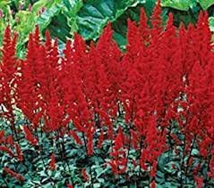 Flower Plant 2 Red Fanal Astilbe Loves Shade Shipped Planting Flower Plant Live