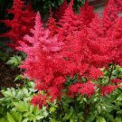 Astilbe Loves Shade Shipped Planting Flower Plant Live Flower Plant 3 Red Fanal