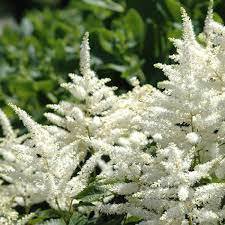 1pcs Flower Plant Live Bridal Veil White Astilbe Loves Shade Fall Planting