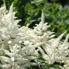 1pcs Flower Plant Live Bridal Veil White Astilbe Loves Shade Fall Planting