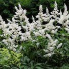 Astilbe Loves Shade Fall Planting 3pcs Flower Plant Live Bridal Veil White