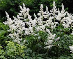 Astilbe Loves Shade Fall Planting 3pcs Flower Plant Live Bridal Veil White