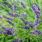 Flower Plant Live 2 Live Blue Spear English Lavender Starter Perennial Plants. Super Healthy