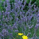 Lavender Starter Perennial Flower Plant Live 4 Live Blue Spear English Plants. Super Healthy