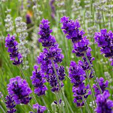 Spear English Plants. Super Healthy Lavender Starter Perennial Flower Plant Live 6 Live Blue