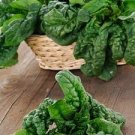 50 Seeds Vegetable Seeds Giant Noble Spinach Seeds