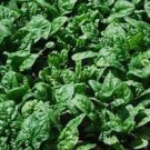 Green Fresh 100 Seeds Vegetable Seeds Giant Noble Spinach Seeds