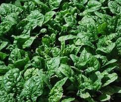 Green Fresh 100 Seeds Vegetable Seeds Giant Noble Spinach Seeds