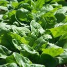 Green Fresh for Garden or Pot Garden 150 Seeds Vegetable Seeds Giant Noble Spinach Seeds