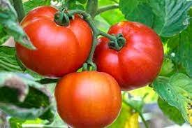Fresh for Garden or Pot 250 Seeds Red Beefsteak Tomato Seeds