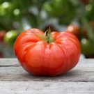 Tomato Seeds Fresh for Garden or Pot 375 Seeds Red Beefsteak