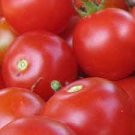 125 Seeds Vegetable Tomato Seeds Fresh Bradley Tomato Seeds