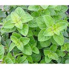Vegetable Oregano Seeds 250 Seeds Green Fresh For Garden Or Pot