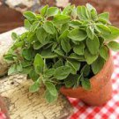 Fresh For Garden Or Pot Vegetable Oregano Seeds 750 Seeds Green