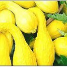 25 Seeds Crookneck Yellow Squash Seeds Fresh For Garden Or Pot Vegetable